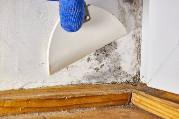 Best Post-Construction Mold Inspection  in Julian, CA